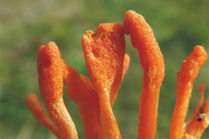  Cordyceps militair