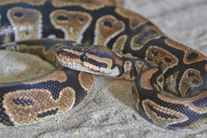  Königlicher Python