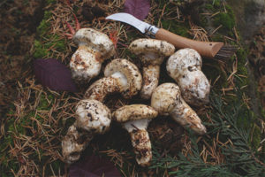  matsutake