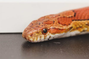  Corn snake