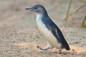  Kleine pinguïn