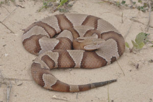  Copperhead Mouth