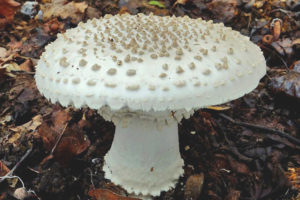  Amanita szczecina