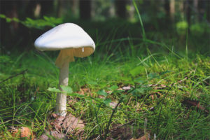  Amanita śmierdząca