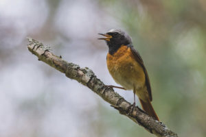  Redstart المشتركة