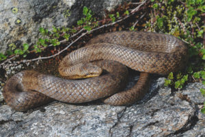  gewone copperhead