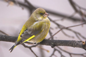  المشتركة Greenfinch