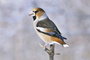  Gemeiner Hawfinch