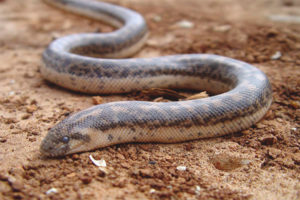  Sand boa