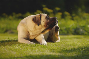  Warum juckt ein Hund, wenn es keine Flöhe gibt?