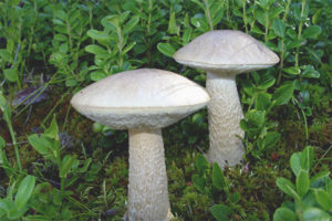  Witte boletus