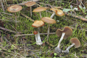  Psilocybe الأزرق