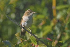  Tuin grasmus