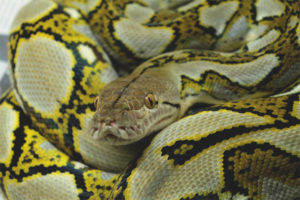  Python netto