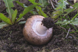  Champignon مزدوجة