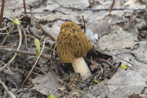  Hoed morel