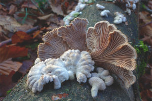  Schizophyllum البلدية