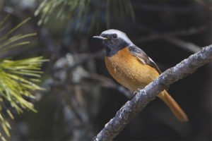  سيبيريا Redstart