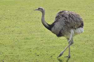  Strauß Rhea