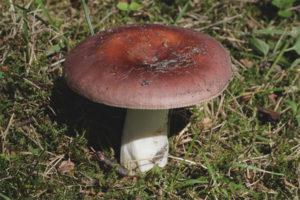  Russula Food