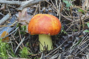  Gouden Russula