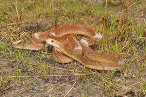  TAIPAN