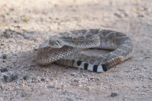  Texas Rattler