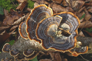  Veelkleurige trametes