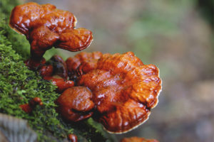  Gelakte polypore