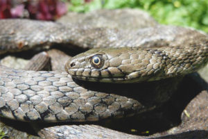  water snake