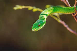  Groene mamba