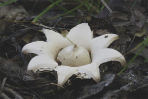  Geastrum