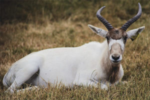  Addax