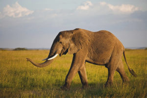  Afrikaanse olifant