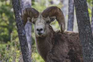  Altai bergschapen