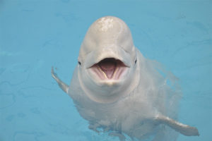  witte walvis