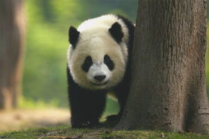  Großer Panda