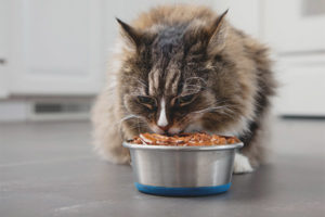  What to feed the cat so that he gained weight