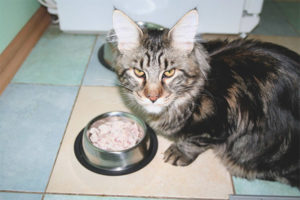  What to feed the breed of cats Maine Coon