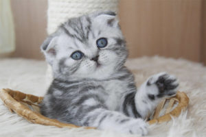  Hoe voed je een Scottish Fold kitten