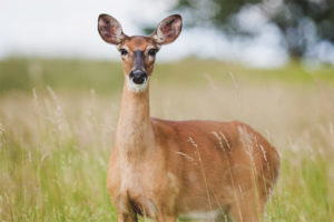  Europäische Rehe