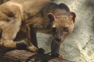  Fossa