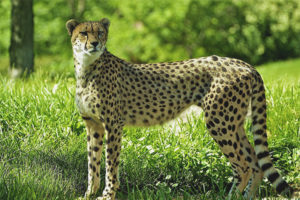  Gepard