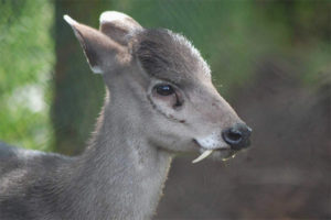  Hirsch mit Haube