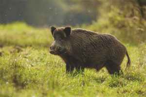  Wildschwein