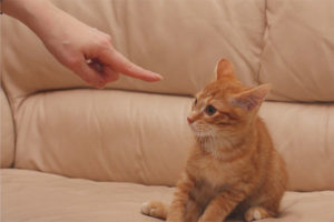  Wie man eine Katze oder eine Katze bestraft