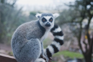  Lemur kota