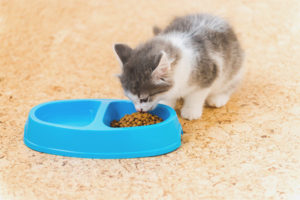  Het kitten eet geen droog voedsel.