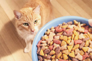  Is it possible to feed a cat only dry food