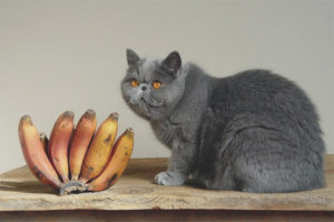  Kunnen katten en katten bananen hebben